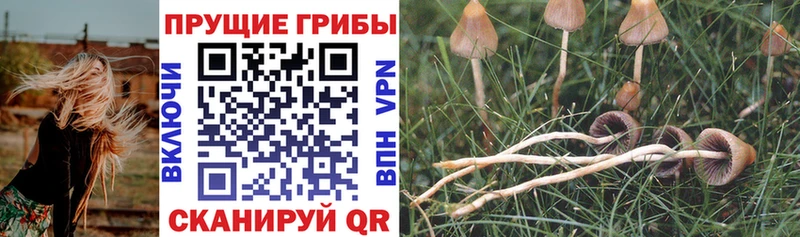 закладки  Псков  Галлюциногенные грибы ЛСД 