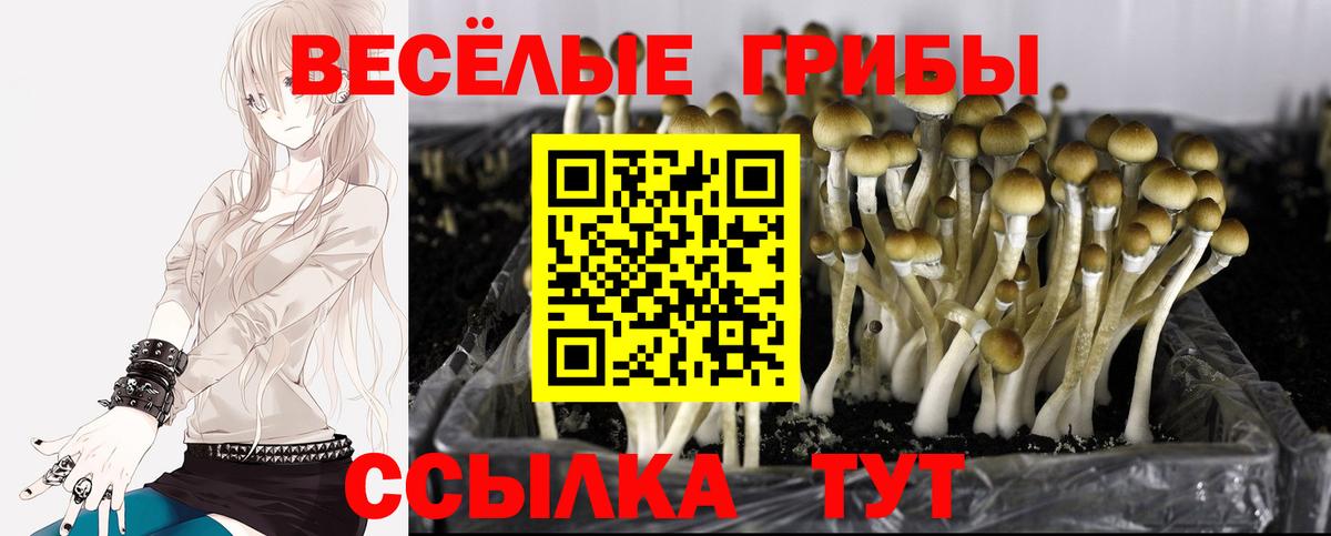 Псков  наркотики  Галлюциногенные грибы прущие грибы  Вход с VPN  Псилоцибиновые грибы Psilocybine cubensis 